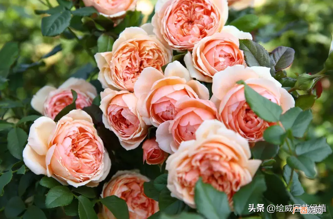 家里种5种花美丽又香飘四溢 哪种花最香又好养活
