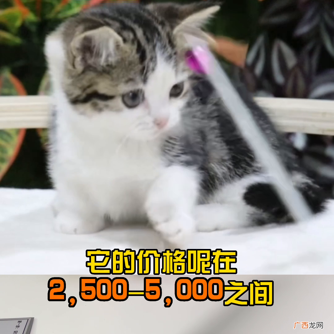 看品相决定美短起司猫的价格 美短起司猫多少钱一只