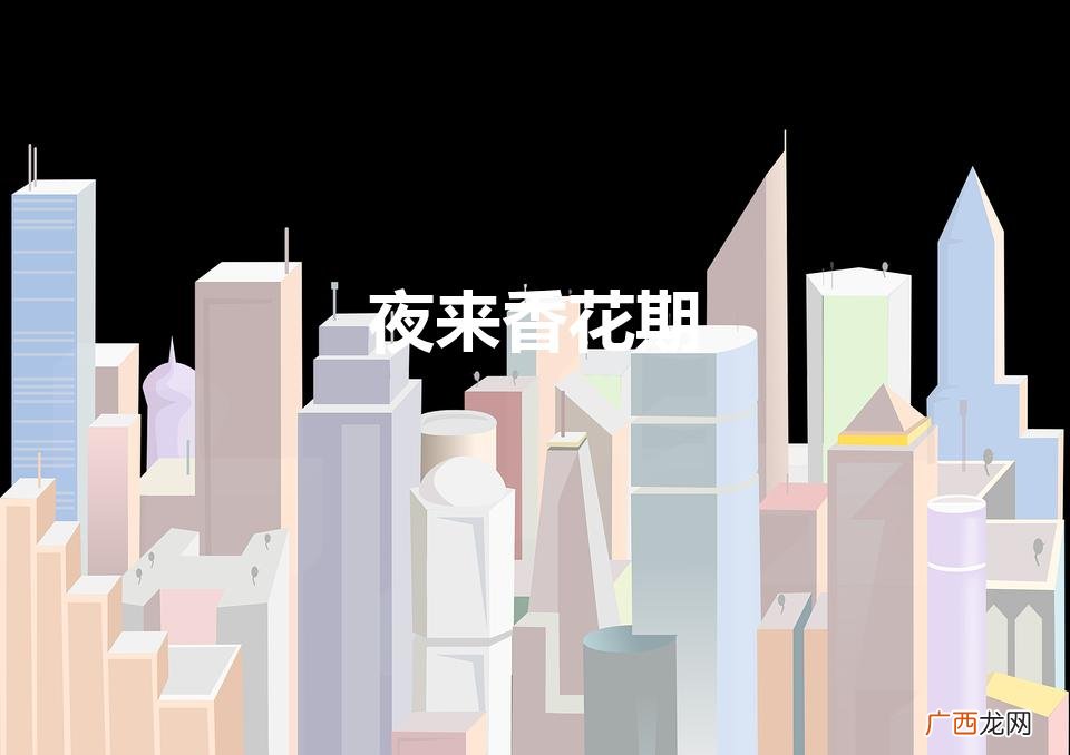 夜香花开，美丽绽放 夜来香花期