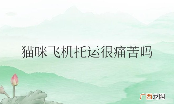 猫咪飞机托运很痛苦吗