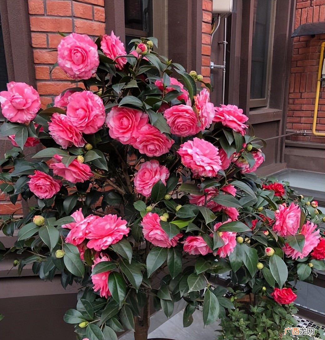 盆栽茶花的养殖方法和注意事项 山茶花的养殖方法和注意事项