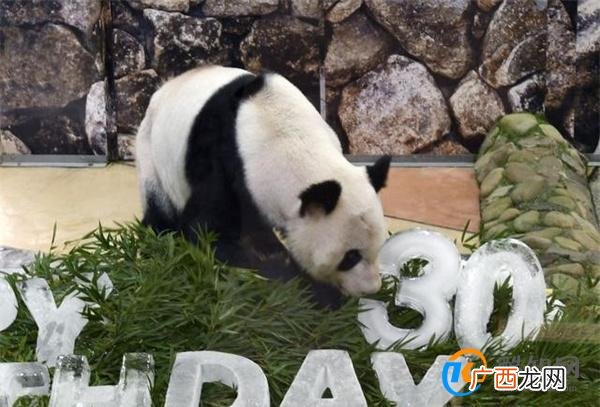 大熊猫永明31岁生日会在日本和歌山举办 有什么意义_酷知科普