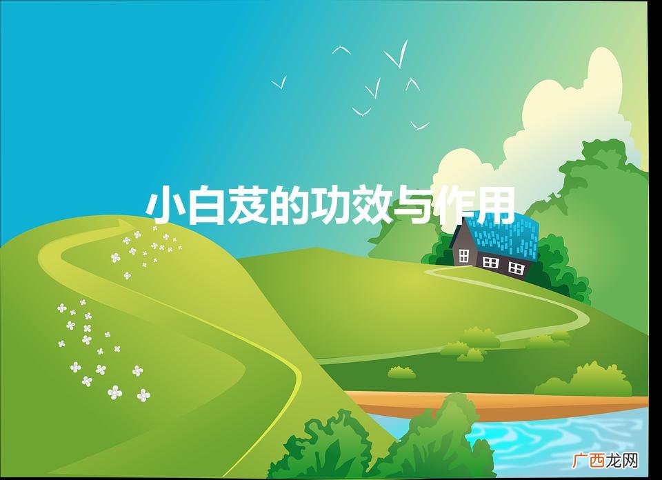 白芨的功效与作用点的功效与作用 小白芨的功效与作用