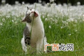 猫草对猫有什么作用