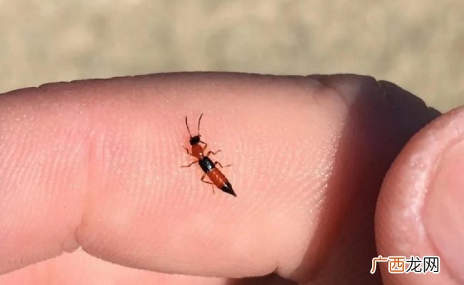 女子捏死隐翅虫手臂被腐蚀7天还没好 捏死隐翅虫皮肤会立刻烂吗