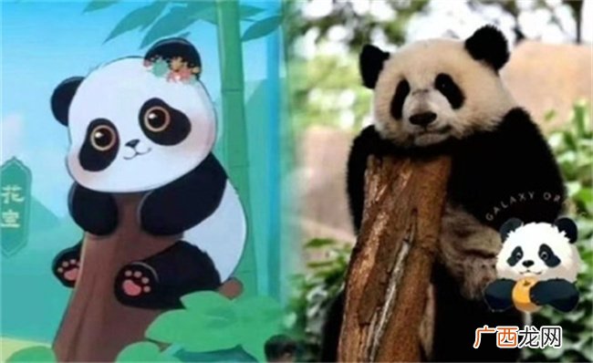 蜂花终身认养了一只大熊猫吗