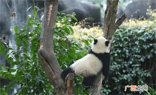 蜂花终身认养了一只大熊猫吗