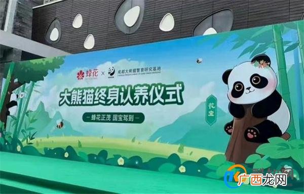 蜂花终身认养了一只大熊猫 花宝_酷知科普