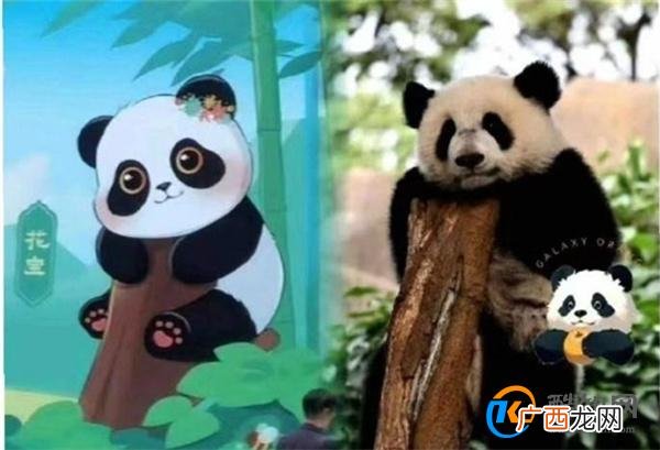 蜂花终身认养了一只大熊猫 花宝_酷知科普