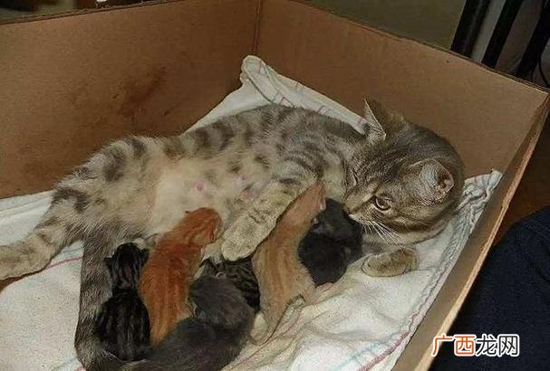 猫的生产前征兆 猫生产前的征兆