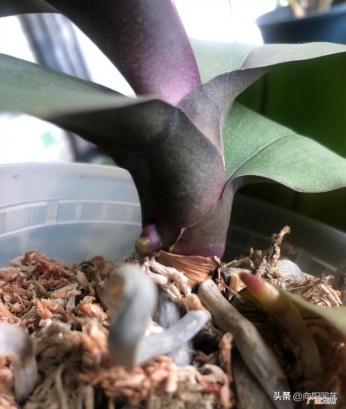 家养蝴蝶兰多晒阳光开花有保障 蝴蝶兰可以晒太阳吗