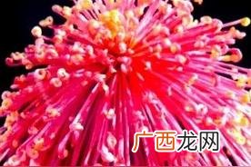 菊花的花语及寓意象征解读 送菊花代表什么意思