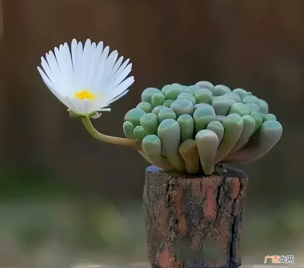 最香的花排名前十 最香的花排名第一名