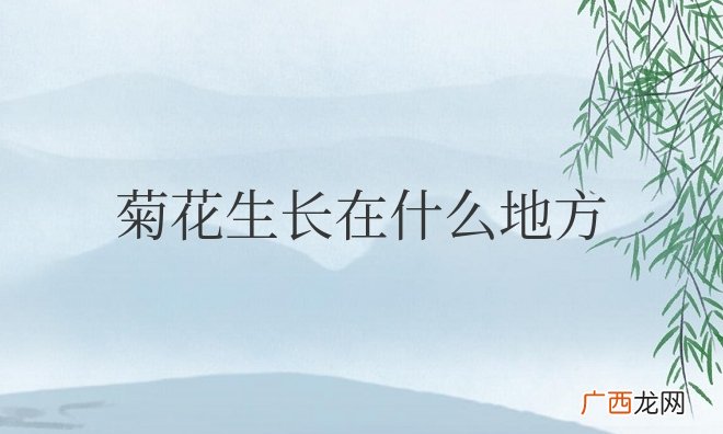 菊花生长在什么地方