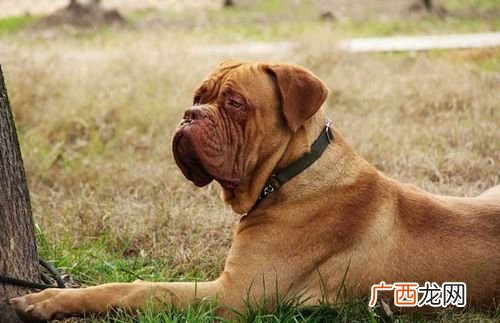 短毛大型犬品种和图片