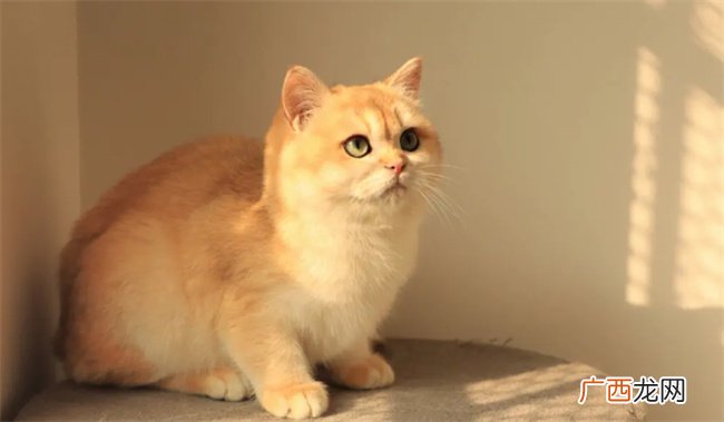 小猫便秘怎么办 怎么确定猫是不是便秘