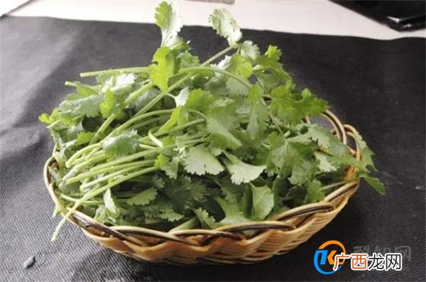 香菜保存有窍门,放一年叶子依旧翠绿新鲜,不变味,太实用了