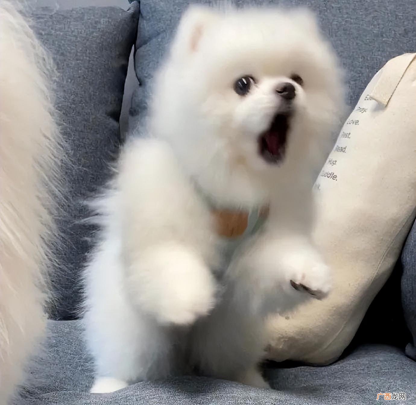 博美犬多少钱一只幼崽 博美犬多少钱一只