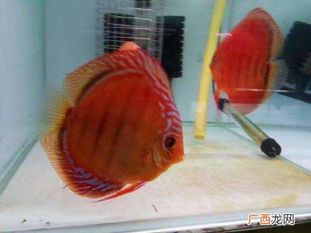 可以辅助过滤和增氧 水妖精过滤器有什么用途和作用