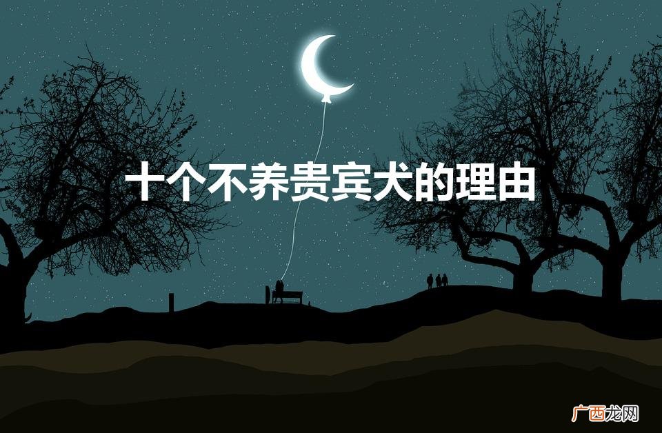 不要养贵宾的理由 十个不养贵宾犬的理由