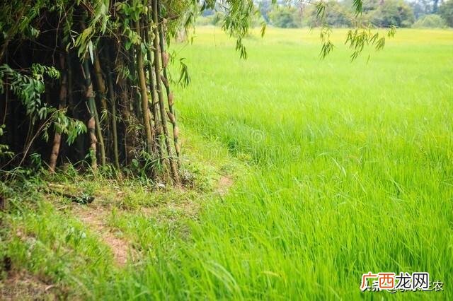 耕地里的竹子除灭并快速烂根技巧 灭竹子烂根用什么药好