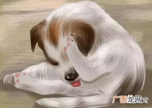 狗狗发情期是什么 狗狗发情期要多少时间