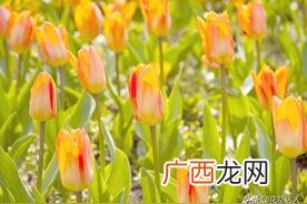 象征的花语含义介绍 郁金香花语和寓意