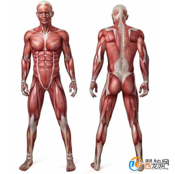 人有多少块肌肉 肌肉最多的地方_酷知科普