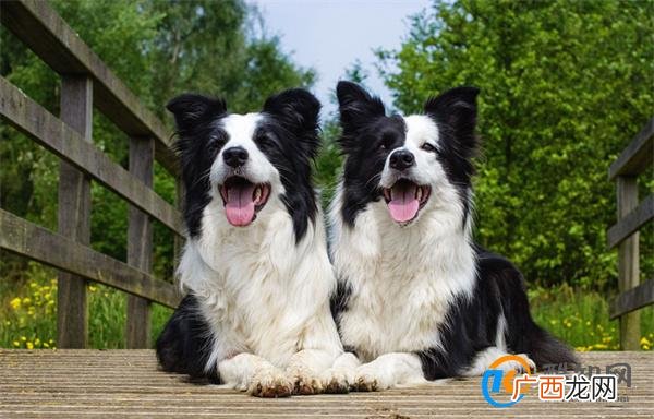 边境牧羊犬训练方法 边境牧羊犬训练小妙招_酷知科普