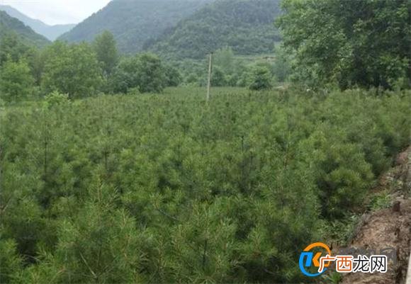 松树的种类 北方常见松树品种有哪些_酷知科普
