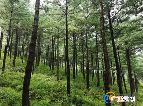 松树的种类 北方常见松树品种有哪些_酷知科普