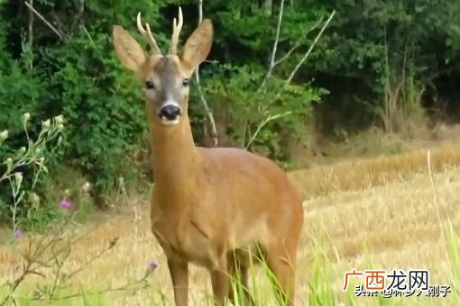 杀一只狍子判几年 袍子国家几级保护动物
