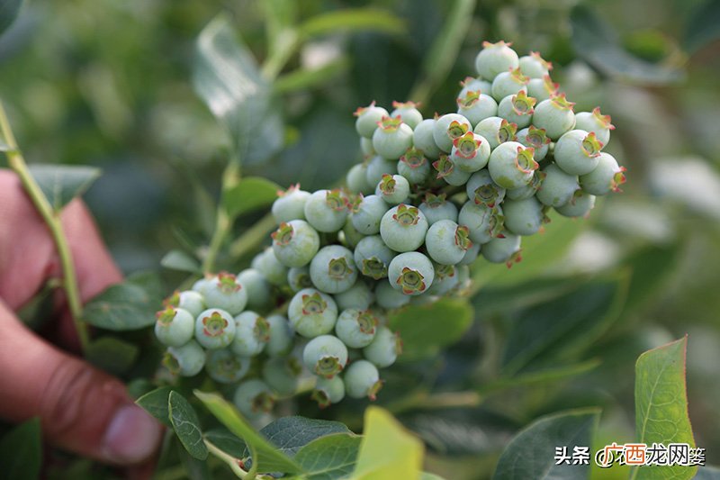 种植蓝莓16个优良品种 目前最好的蓝莓品种排名