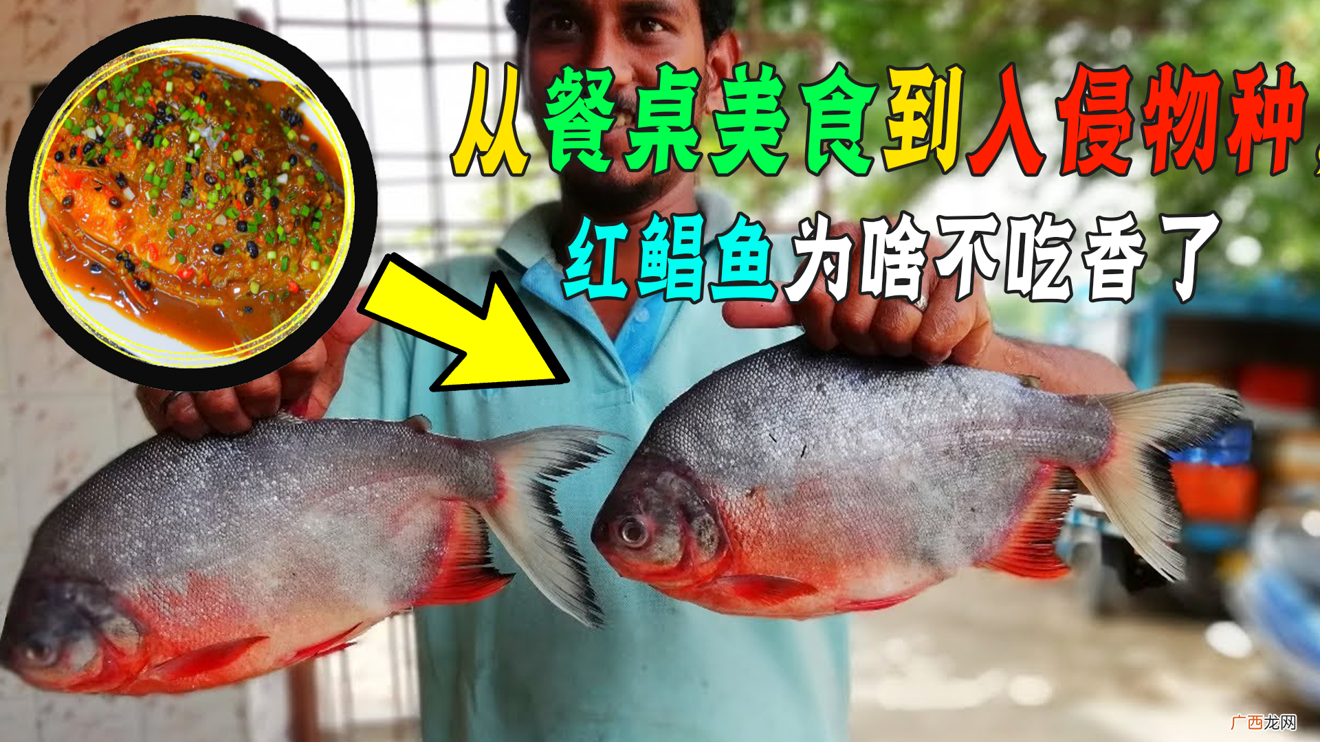 红鲳鱼的营养价值及功效 红鲳鱼为什么叫垃圾鱼