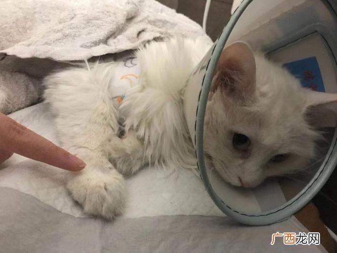 猫咪难产是什么 猫咪难产去医院大概多少钱