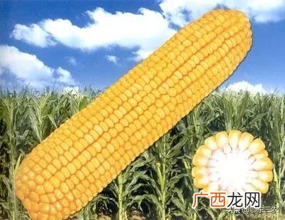 转基因玉米品种的种植体验 哪几种玉米是转基因的