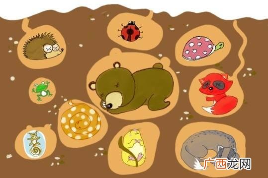 冬眠动物有哪些动物图片 冬眠动物有哪些动物