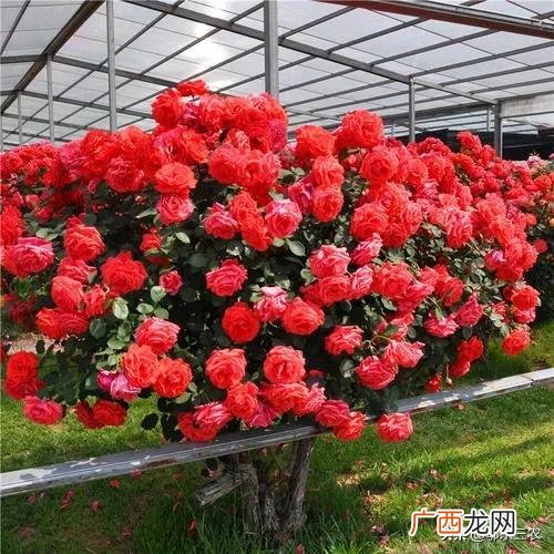 月季花嫁接砧木树桩选择 月季嫁接在哪些树上可以成活