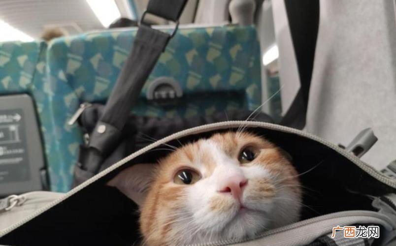 高铁允许携带宠物猫吗 高铁可以带宠物猫吗