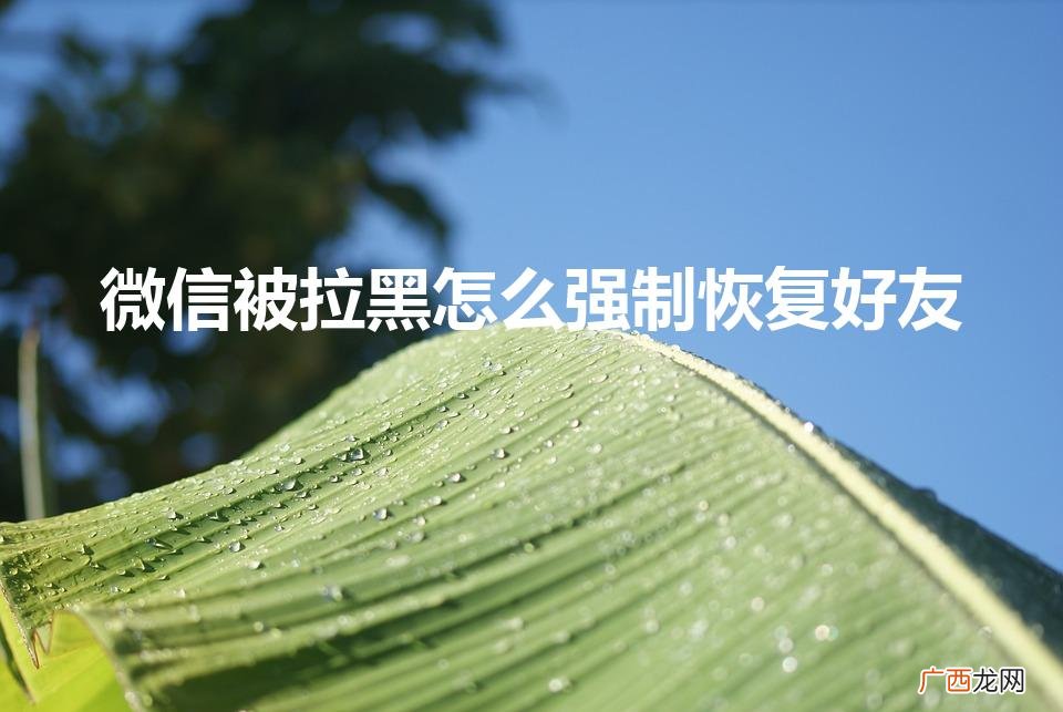 微信被拉黑怎么加回来 微信被拉黑怎么强制恢复好友