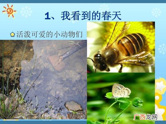 春季常见小动物有哪些 春天里有哪些小动物