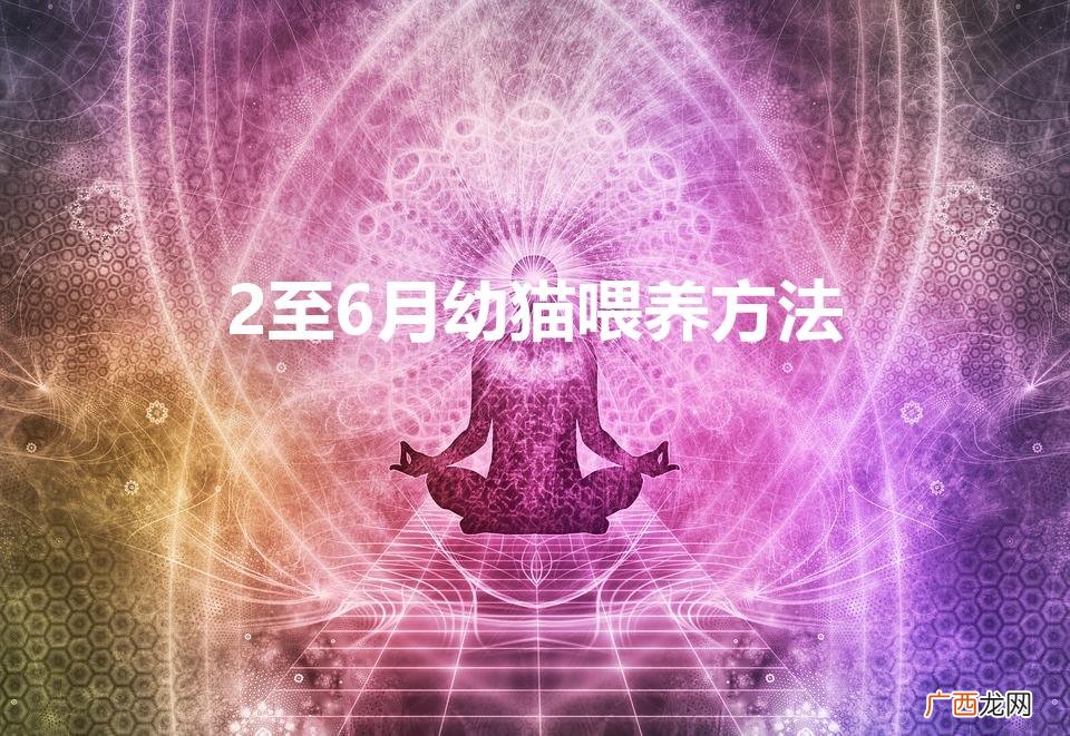布偶2至6月幼猫喂养方法 2至6月幼猫喂养方法