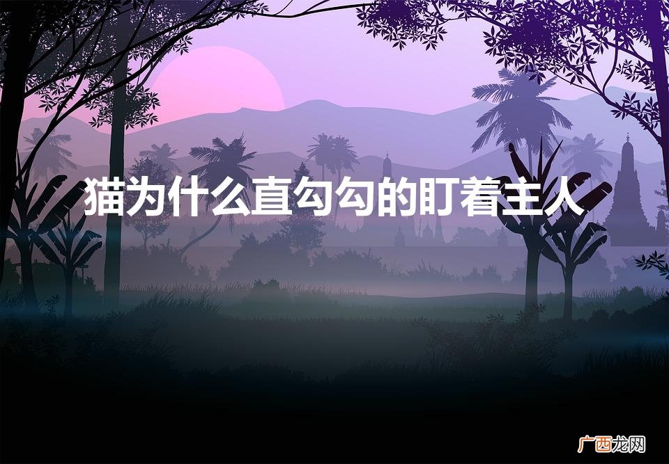 猫咪对主人的专注 猫为什么直勾勾的盯着主人