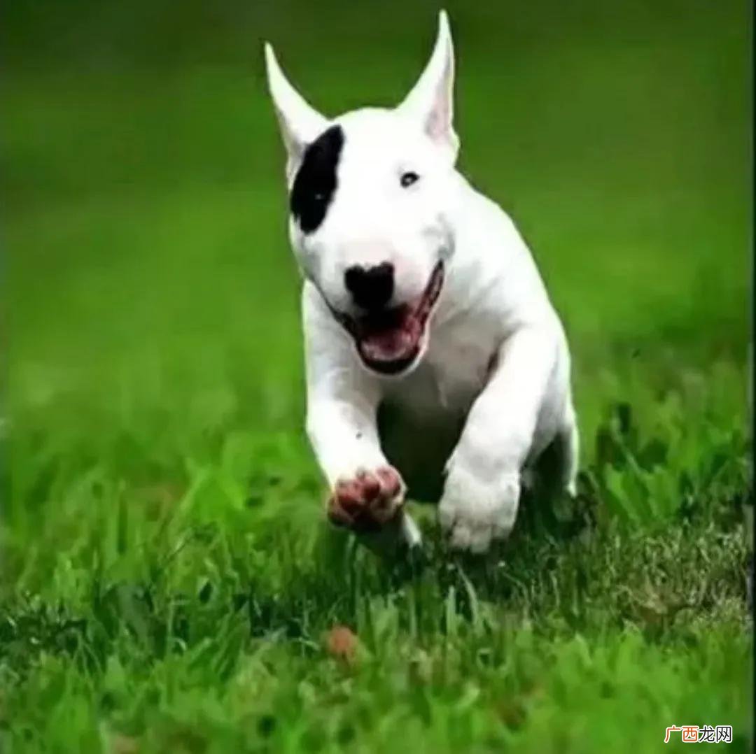 全球知名的十大凶猛名犬 世界十大名犬排行榜