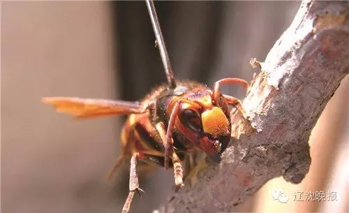 提供马蜂入室解决方法 马蜂在房间不飞出去怎么办