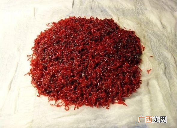 详细方法教程 红虫保存60天方法