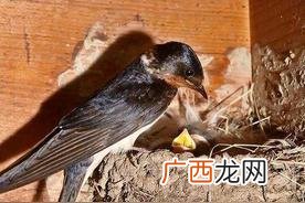 燕子住在谁家谁家就发财的寓意 家里燕子窝越多越好吗