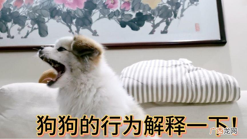狗狗为什么会嘤嘤叫? 狗狗嘤嘤叫是怎么回事