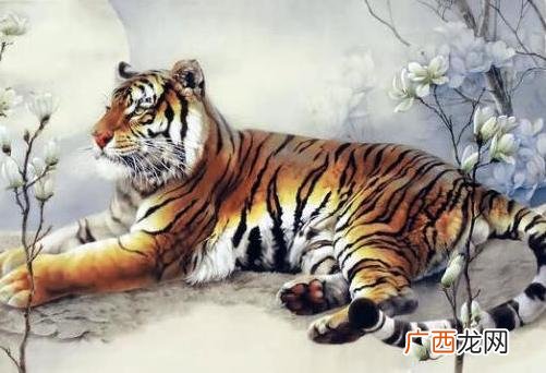 属虎的人到底需要关注什么来实现大富大贵呢 属虎几点出生大富大贵