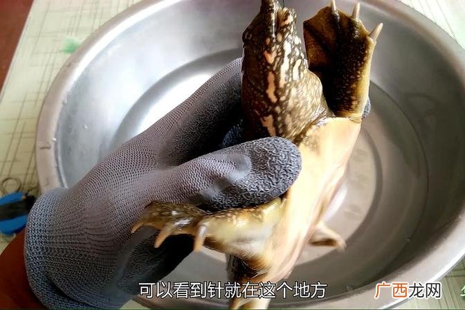 配置合适的甲鱼钩子 钓甲鱼需要怎样的钩子才能成功